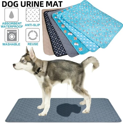 Reusable dog pee - dog,